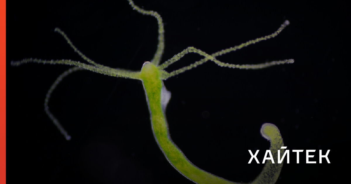 Kraken istand onion